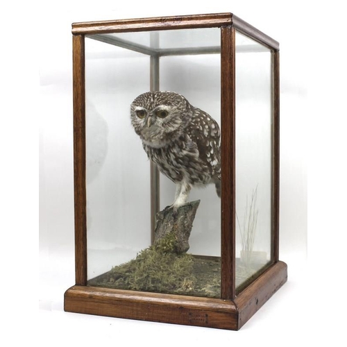 834A - Taxidermy: an owl, stuffed and mounted onto a branch, in a glass case, DOE 004392, label for 'Ian R ... 