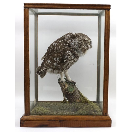 834A - Taxidermy: an owl, stuffed and mounted onto a branch, in a glass case, DOE 004392, label for 'Ian R ... 