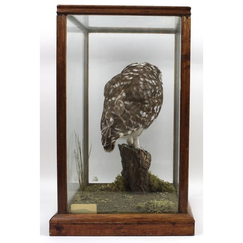 834A - Taxidermy: an owl, stuffed and mounted onto a branch, in a glass case, DOE 004392, label for 'Ian R ... 