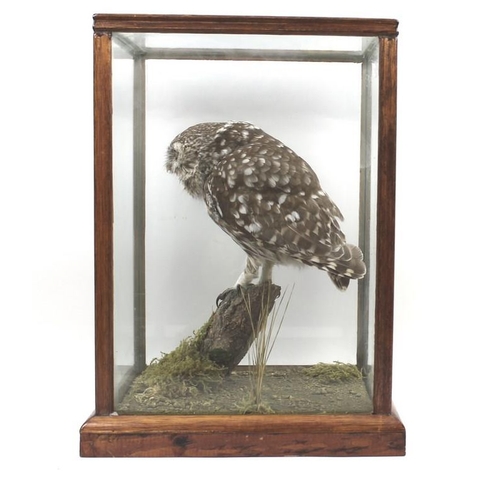 834A - Taxidermy: an owl, stuffed and mounted onto a branch, in a glass case, DOE 004392, label for 'Ian R ... 