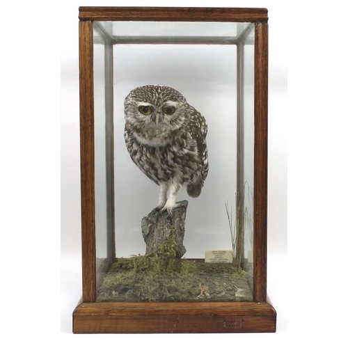 834A - Taxidermy: an owl, stuffed and mounted onto a branch, in a glass case, DOE 004392, label for 'Ian R ... 