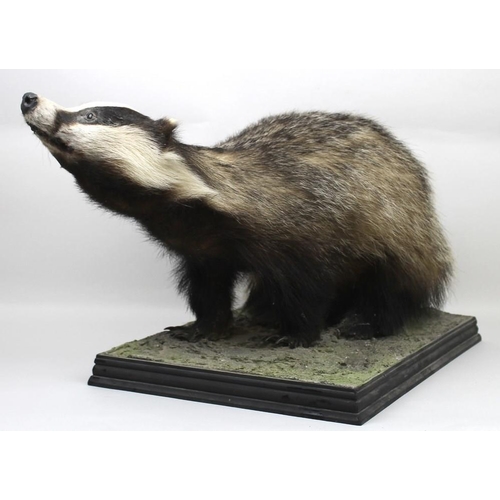 839 - Taxidermy: a badger, stuffed and mounted on a naturalistically moulded base, 60 by 30 by 32cm high.