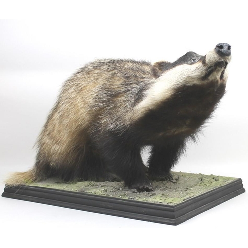 839 - Taxidermy: a badger, stuffed and mounted on a naturalistically moulded base, 60 by 30 by 32cm high.