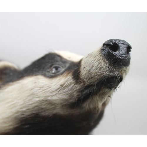 839 - Taxidermy: a badger, stuffed and mounted on a naturalistically moulded base, 60 by 30 by 32cm high.