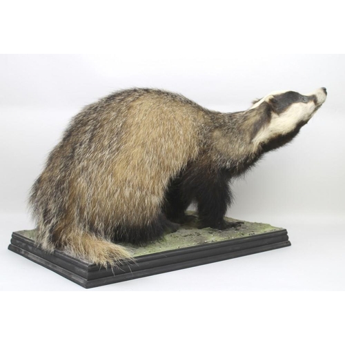 839 - Taxidermy: a badger, stuffed and mounted on a naturalistically moulded base, 60 by 30 by 32cm high.