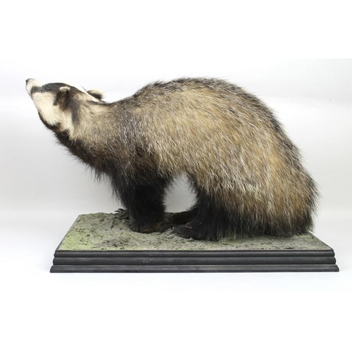 839 - Taxidermy: a badger, stuffed and mounted on a naturalistically moulded base, 60 by 30 by 32cm high.