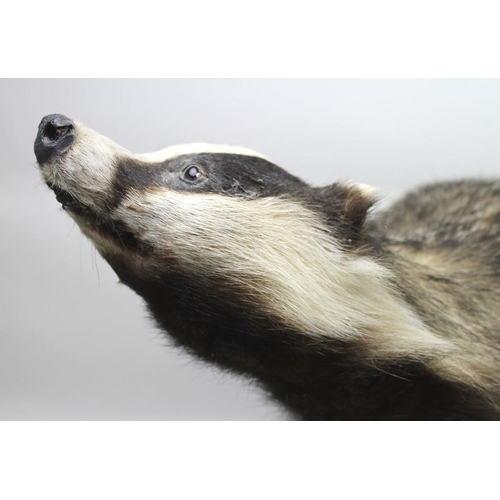 839 - Taxidermy: a badger, stuffed and mounted on a naturalistically moulded base, 60 by 30 by 32cm high.