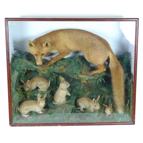 872 - Taxidermy, a diorama of a stalking fox on a rocky outcrop over five rabbits, early 20th century, cas... 