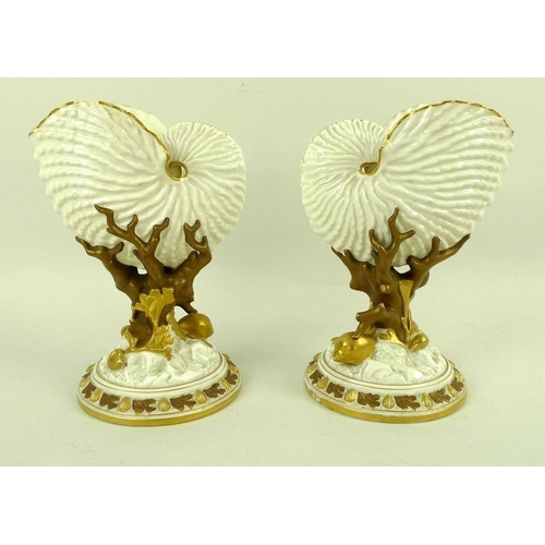 524 - A pair of Royal Worcester Nautilus shell vases, each with gilded edges and highlights raised on natu... 