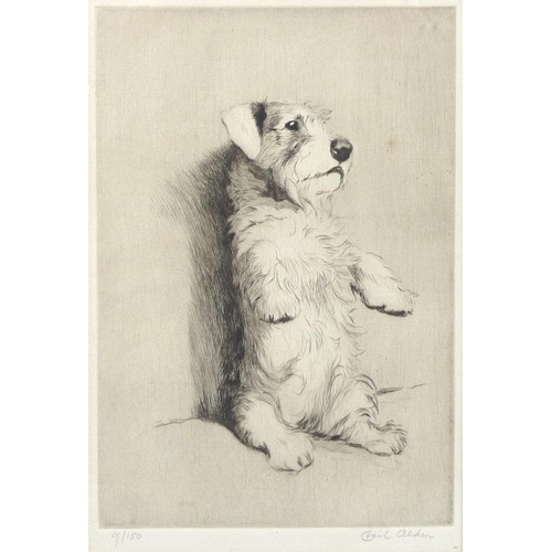 574 - Cecil Aldin (British, 1870-1935): 'Sealyham Terrier', No 9/150, steel plate etching, signed and numb... 