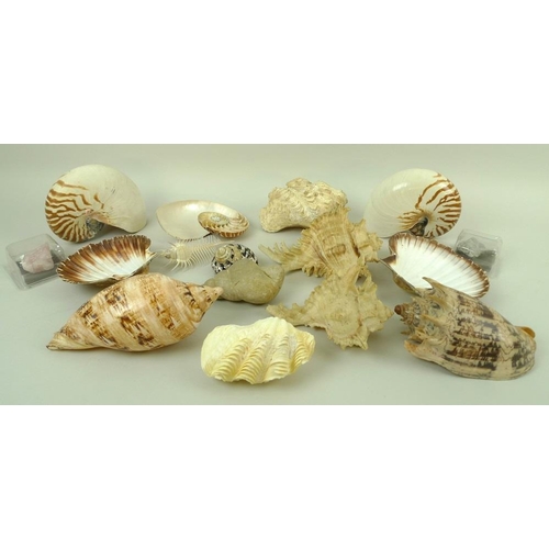 758 - A collection of seashells, including one fossilised shell, largest 20cm, together with a piece of ro... 