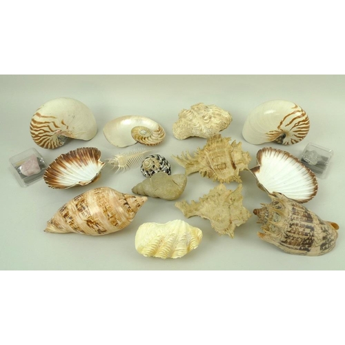 758 - A collection of seashells, including one fossilised shell, largest 20cm, together with a piece of ro... 