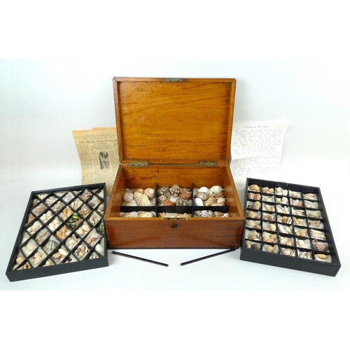 765 - An early 19th century Caribbean shell collection, housed in a custom made Australian satin nutmeg an... 