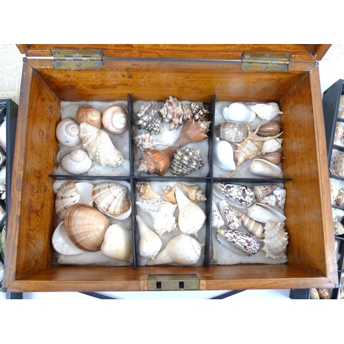 765 - An early 19th century Caribbean shell collection, housed in a custom made Australian satin nutmeg an... 