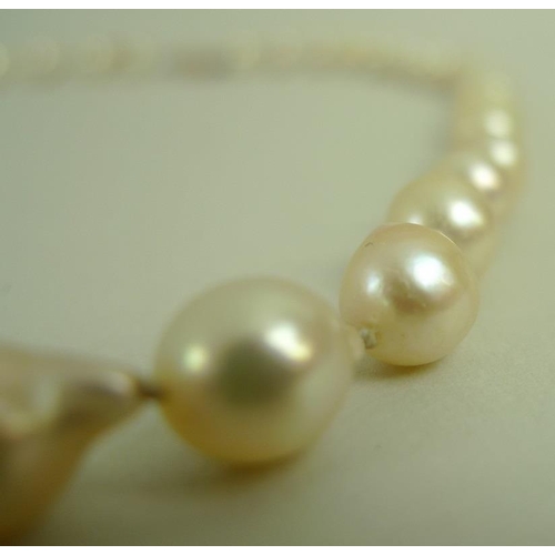 807 - A single strand of forty eight bell and pear shaped pearls set with a 14ct gold clasp stamped with a... 