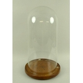 A Victorian glass dome, 23 by 47cm, together with a dished wooden base, being a mahogany table skitt... 