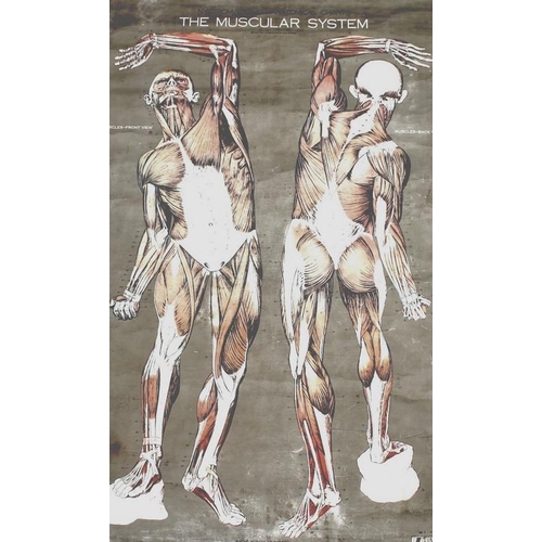 571 - Nystrom Frohse, Chicago: a large vintage medical anatomical wall chart poster, depicting the Muscula... 