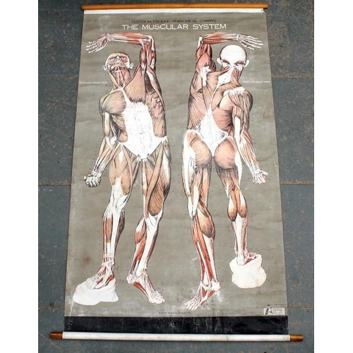 571 - Nystrom Frohse, Chicago: a large vintage medical anatomical wall chart poster, depicting the Muscula... 