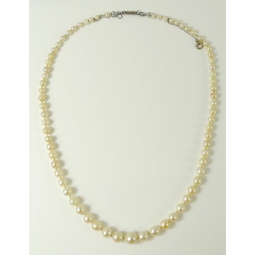 782 - A single strand necklace of graduated pearls, largest pearl approximately 12 gauge, total length 40 ... 