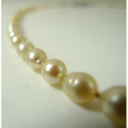 782 - A single strand necklace of graduated pearls, largest pearl approximately 12 gauge, total length 40 ... 