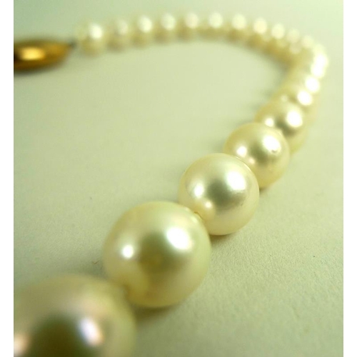 830 - A string of large pearls with a 9ct gold clasp, each approx 8mm, 48cm long, in a Lane's Jewellery ca... 