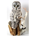 A collection of Franklin Mint figurines, modelled as owls, comprising The Spectacled Owl, 1990, 32 b... 