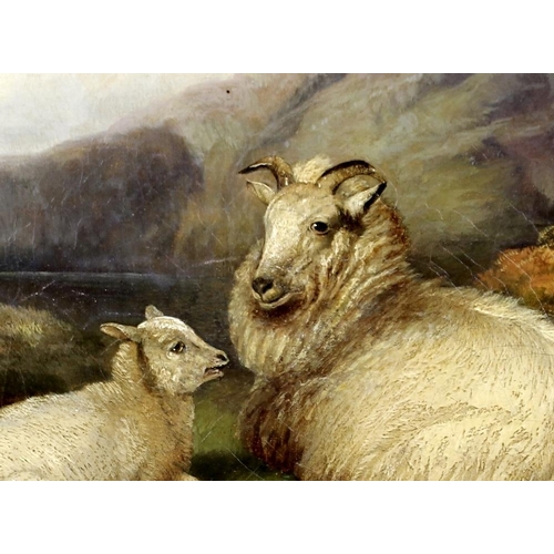 631 - Alfred Charles Morris RA (British, 1835-1896): a study of sheep, an ewe and her lamb resting in a Hi... 