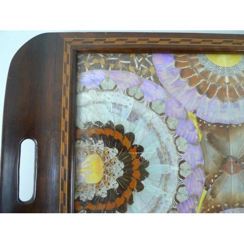 704 - Two butterfly wing trays within inlaid mahogany frames, both glazed, one reverse painted with scenes... 