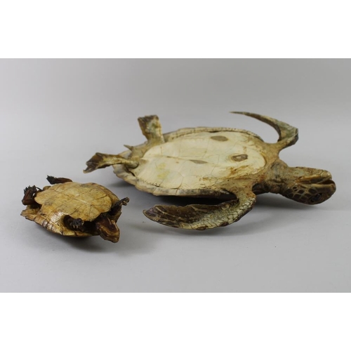 741 - Taxidermy: two Cuban Turtle shells, the larger 32cm long, the smaller 16cm. (2)