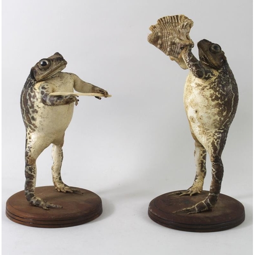 743 - Taxidermy: two Cuban frogs, the one with a sword, the other blowing a conch shell, 19cm and 22cm hig... 