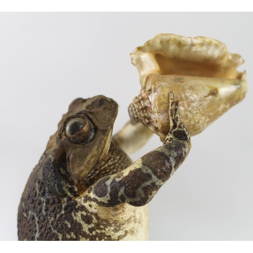 743 - Taxidermy: two Cuban frogs, the one with a sword, the other blowing a conch shell, 19cm and 22cm hig... 