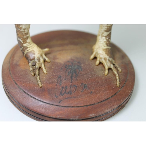 743 - Taxidermy: two Cuban frogs, the one with a sword, the other blowing a conch shell, 19cm and 22cm hig... 