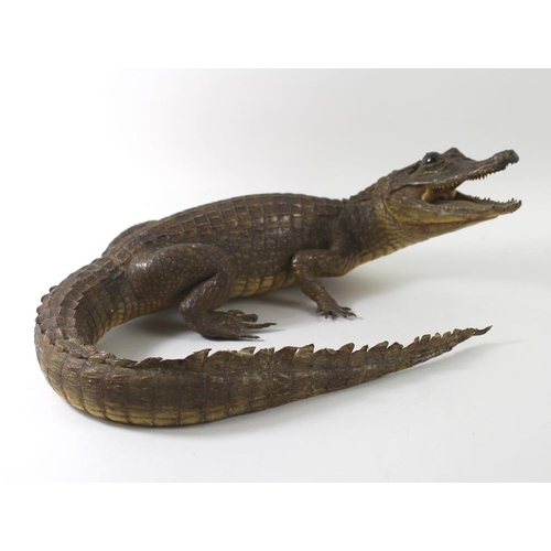 744 - Taxidermy: a Cuban alligator, with green glass eyes, the tail curved around, 80cm total length.