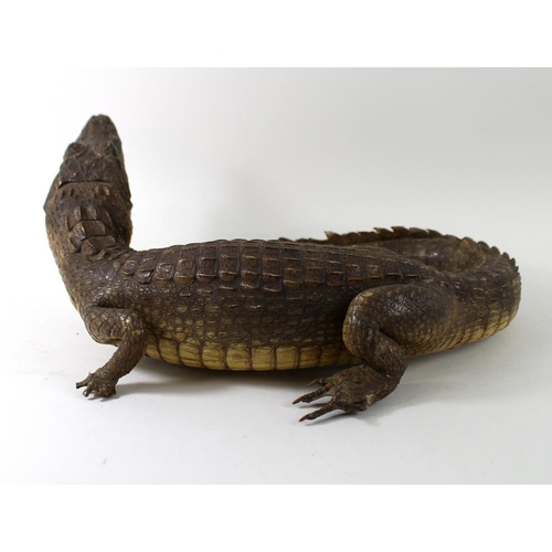 744 - Taxidermy: a Cuban alligator, with green glass eyes, the tail curved around, 80cm total length.