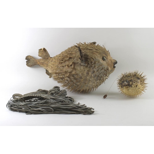 745 - Taxidermy: a Cuban Puffer fish / Blow fish, 66 cm long, together with a smaller one, both joined tog... 