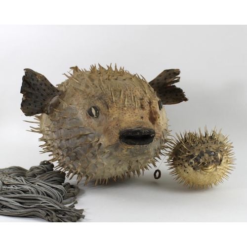 745 - Taxidermy: a Cuban Puffer fish / Blow fish, 66 cm long, together with a smaller one, both joined tog... 