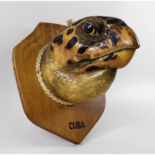 746 - Taxidermy: a Cuban Hawksbill Turtle head, mounted upon a shield, 20 by 14cm.