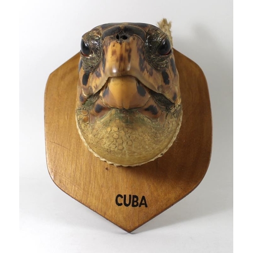 746 - Taxidermy: a Cuban Hawksbill Turtle head, mounted upon a shield, 20 by 14cm.