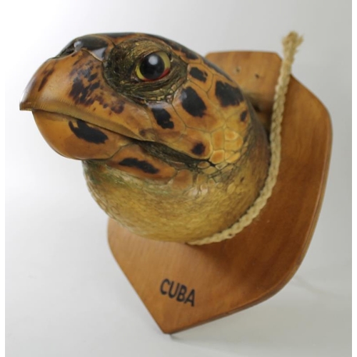 746 - Taxidermy: a Cuban Hawksbill Turtle head, mounted upon a shield, 20 by 14cm.