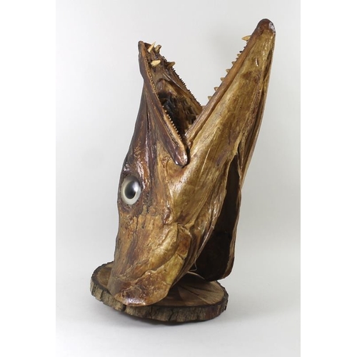 747 - Taxidermy: a Cuban Great Barracuda head, with jaws wide open, mounted on a wooden base, 43cm high.