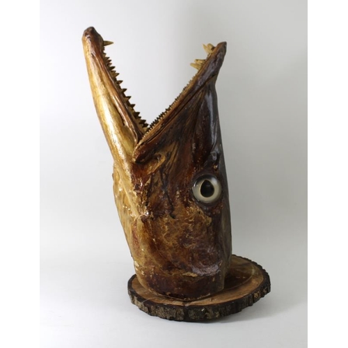 747 - Taxidermy: a Cuban Great Barracuda head, with jaws wide open, mounted on a wooden base, 43cm high.