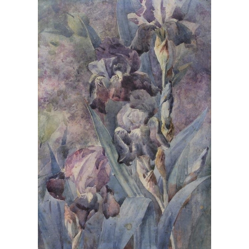 592 - Gladys Handley (British, 20th century): 'Delphiniums' and 'Irises', a pair of watercolours on paper,... 