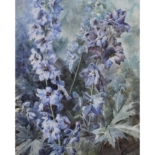 592 - Gladys Handley (British, 20th century): 'Delphiniums' and 'Irises', a pair of watercolours on paper,... 