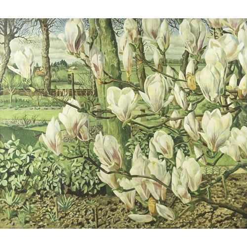 570 - Magnolias with an English country garden beyond, an unusual close up study, 20th century print, 50 b... 