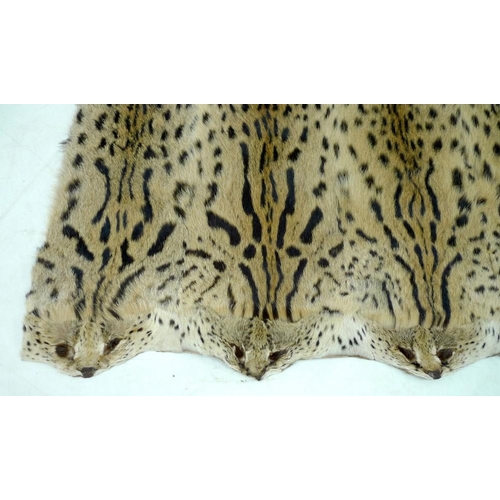 945 - A Serval Cat skin rug, with label 'Bechuanaland Protectorate Government Exhibit', 173 by 182cm.