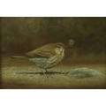 Nigel Hemming (British, b. 1957): an original pastel depiction of a Song Thrush, with a snail in its... 