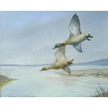 Cecil Thomas Hodgkinson (Lincolnshire, 1895-1979): 'Teal Pitching', watercolour of fowl in flight, w... 