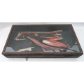 A late 19th / early 20th century ebonised display case containing a lacquered papier mache medical m... 