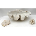 A large 20th century plastic replica of a Giant Clam shell, together with a piece of white coral and... 