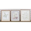 Daphne Webb (British, b. 1929): a collection of three botanical studies, including a watercolour of ... 